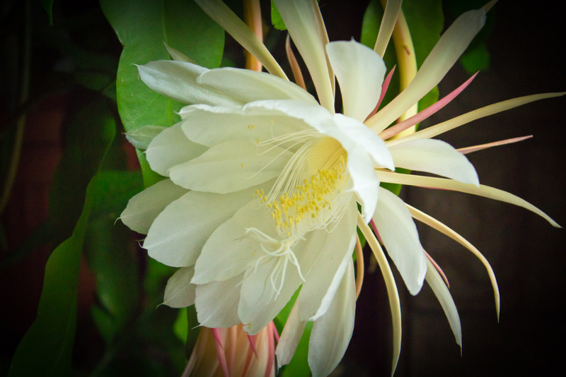 Queen of the Night: A Cactus That Blooms Only at Night