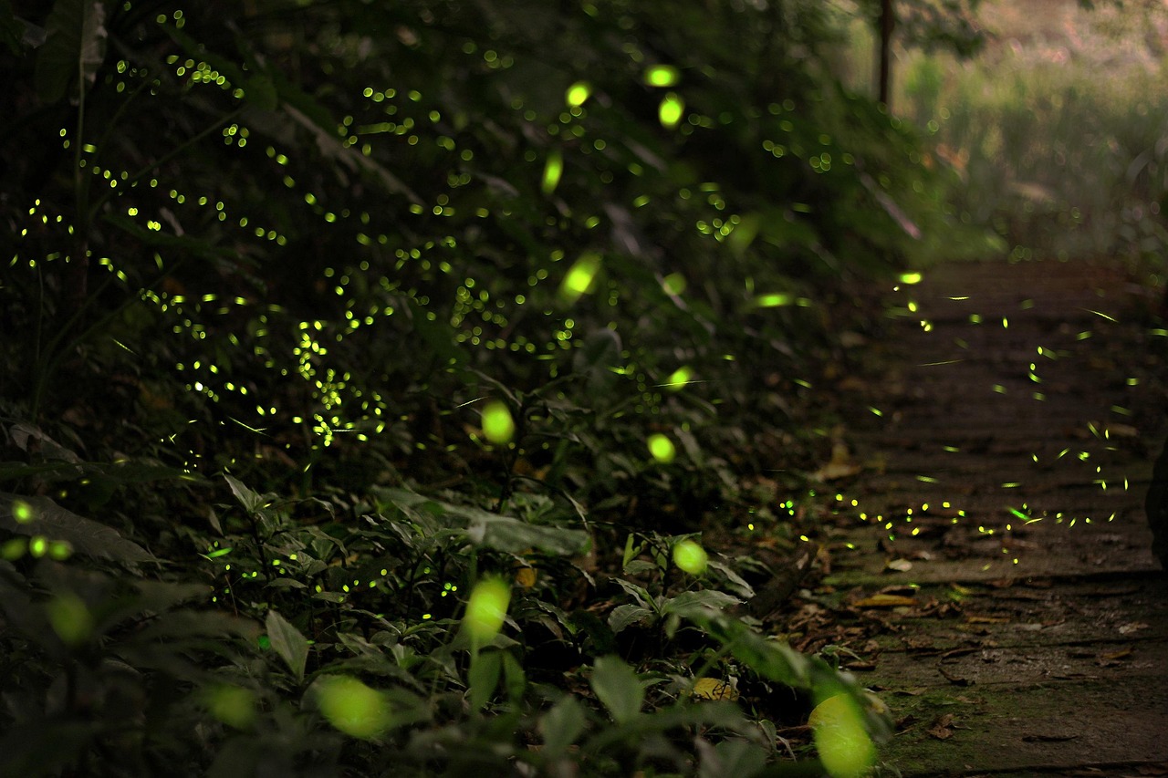 How and why fireflies glow