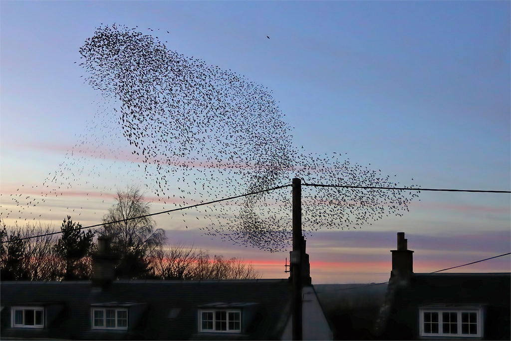 Starling murmurations: how thousands move as one