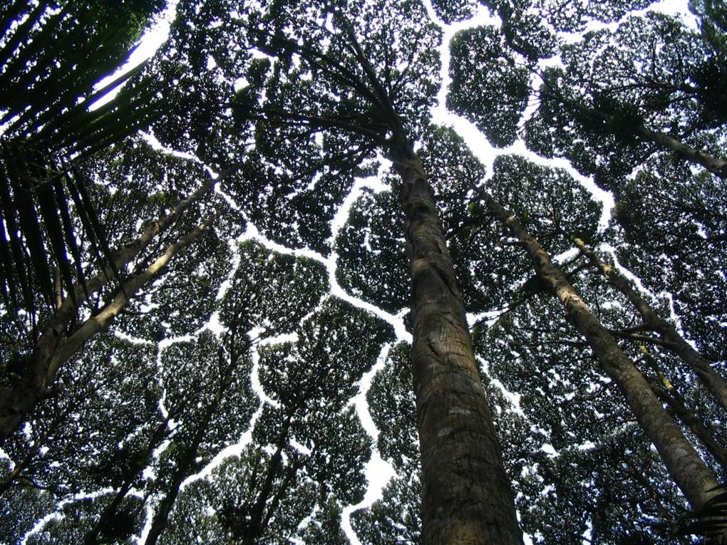 Crown shyness in the canopy of Dryobalanops aromatica at the Forest Research Institute Malaysia