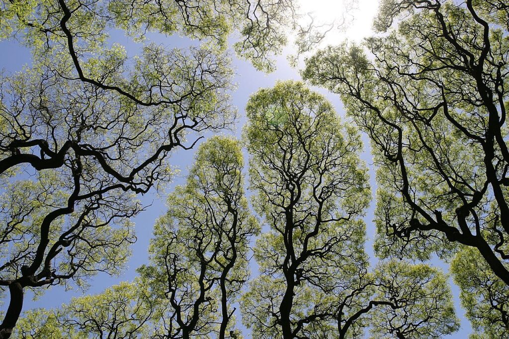 Crown shyness canopy pattern in a forest, seen from below
